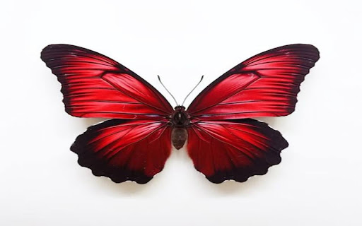 red butterfly wallpaper black border screenshot 1