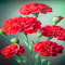 Red carnation wallpaper logo