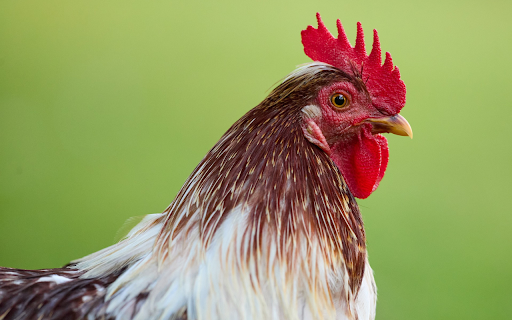 Red-crested Rooster screenshot 1