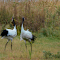 Red-crowned cranes logo