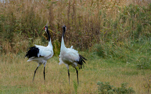 Red-crowned cranes screenshot 1