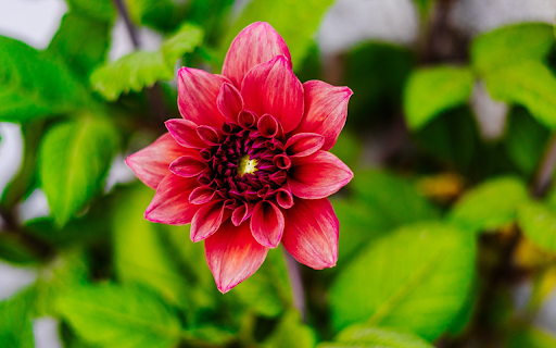 Red flower buds screenshot 1