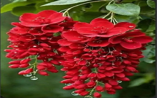 red flower cluster wallpaper screenshot 1