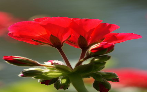 Red Geranium Wallpaper screenshot 1