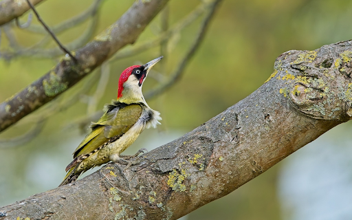 Red-headed bird screenshot 1