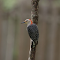 Red-headed Woodpecker logo