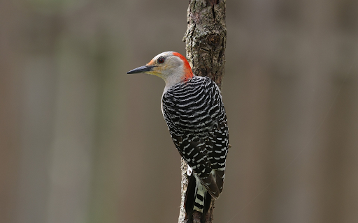 Red-headed Woodpecker screenshot 1
