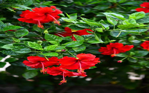 red hibiscus flower wallpaper screenshot 1
