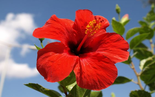 Red hibiscus flower wallpaper screenshot 1