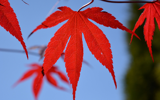 Red leaves screenshot 1
