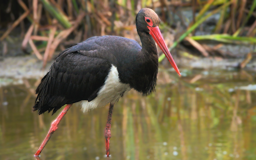 Red-legged bird with red bill screenshot 1