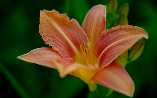 Red lilies screenshot 1