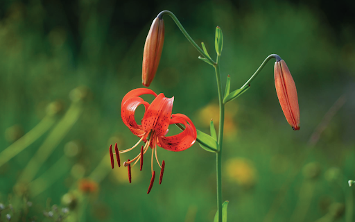 Red Lily Bloom screenshot 1