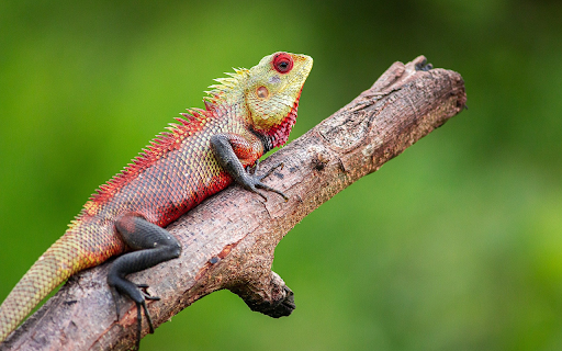 Red lizard screenshot 1