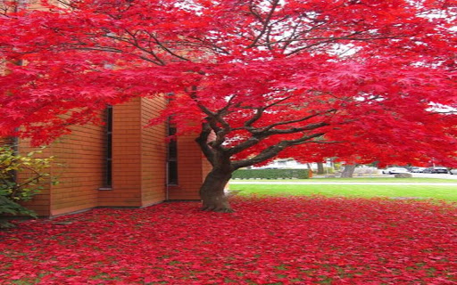 red maple tree wallpaper screenshot 1
