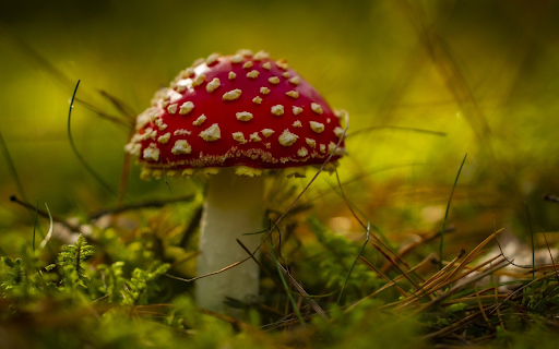 Red mushroom screenshot 1