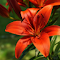 Red orange lilies logo