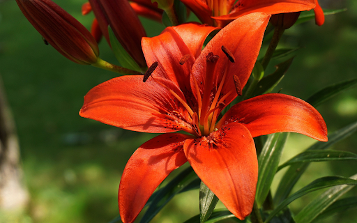 Red orange lilies screenshot 1