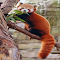 Red panda wallpaper logo