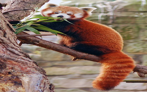Red panda wallpaper screenshot 1