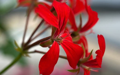 Red Petals screenshot 1