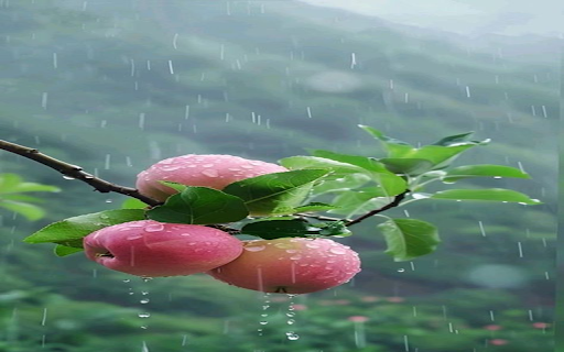 Red rose apple wallpaper screenshot 1