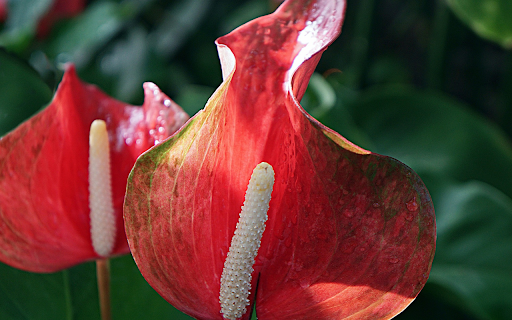 Red single-petal flower screenshot 1