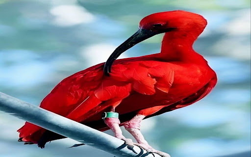 Red Spoonbill wallpaper screenshot 1