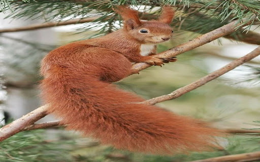 Red Squirrel wallpaper screenshot 1