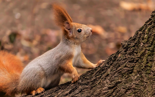 Red-tailed squirrel screenshot 1