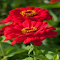Red Zinnia Flower Wallpaper logo