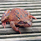 Reddish Brown Frog logo