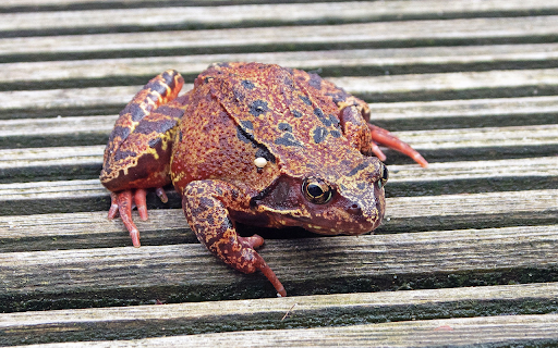 Reddish Brown Frog screenshot 1