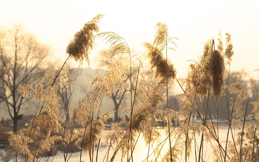 Reeds hang down by the river screenshot 1