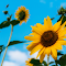 Relax with sunflowers logo
