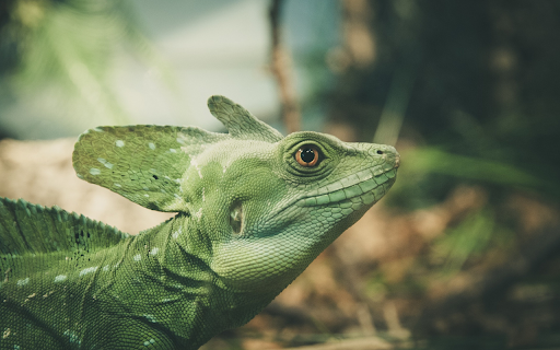 Reptile screenshot 1