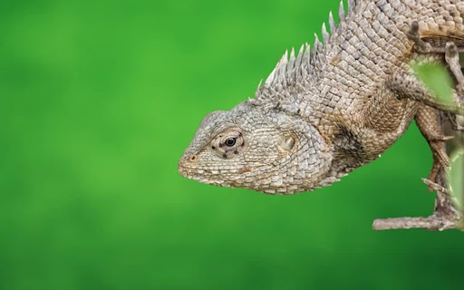 REPTILES Theme screenshot 1