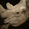 rhino horn logo