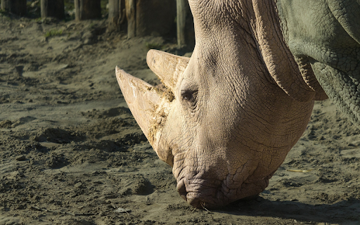 Rhinoceros and the Big Horn screenshot 1