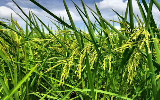 rice field wallpaper screenshot 1