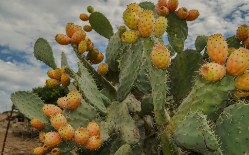 Ripe Cactus Fruit screenshot 1