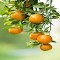 Ripe kumquat wallpape logo