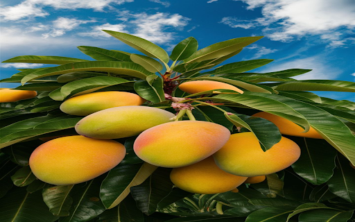 Ripe mango bunch wallpaper screenshot 1