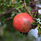 Ripe pomegranate logo