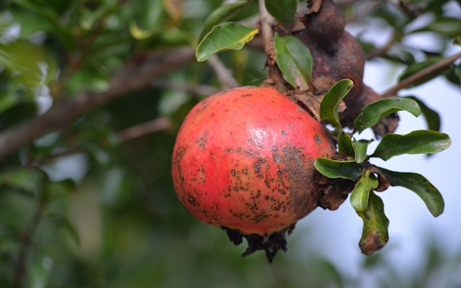 Ripe pomegranate screenshot 1