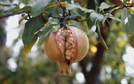 Ripe Pomegranate screenshot 1