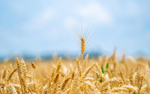 ripe rice flowers screenshot 1