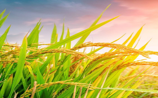 Ripe rice wallpaper screenshot 1