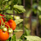 Ripe tomatoes logo
