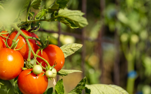 Ripe tomatoes screenshot 1